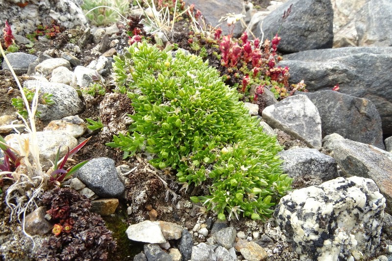 Adenonema petraeum photo 4