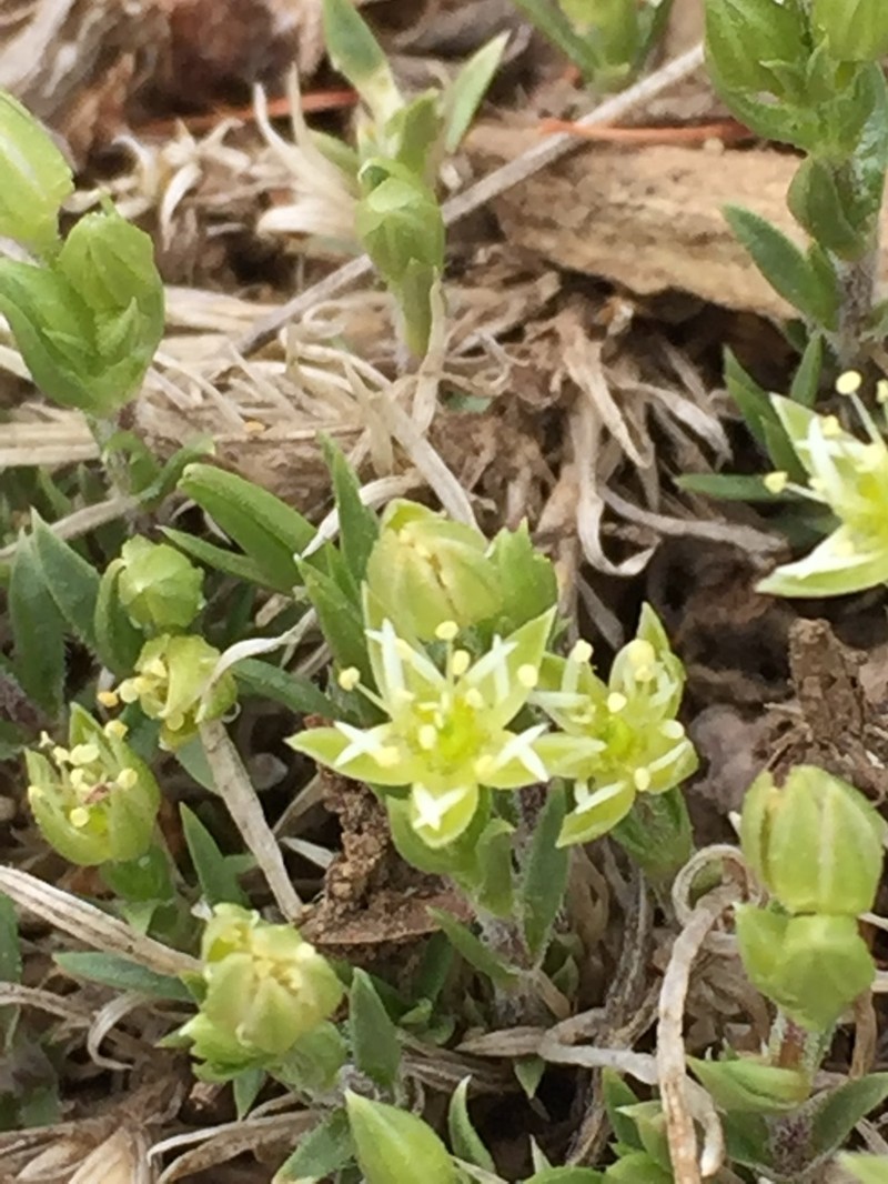 Adenonema petraeum photo 5
