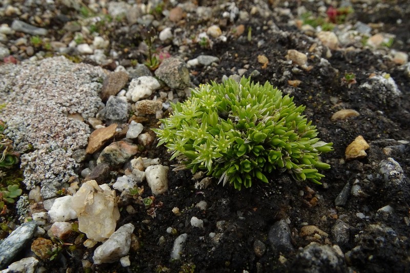 Adenonema petraeum photo 6