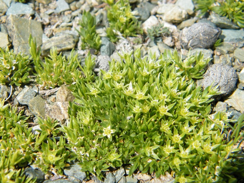 Adenonema petraeum photo 7