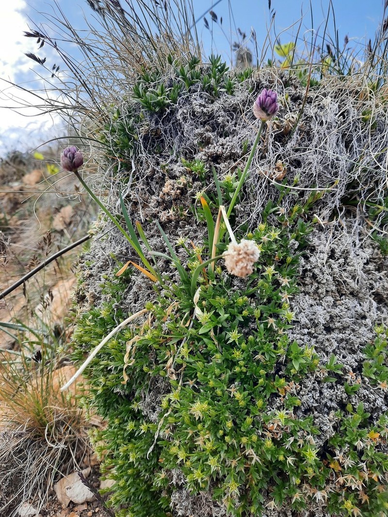 Adenonema petraeum photo 8