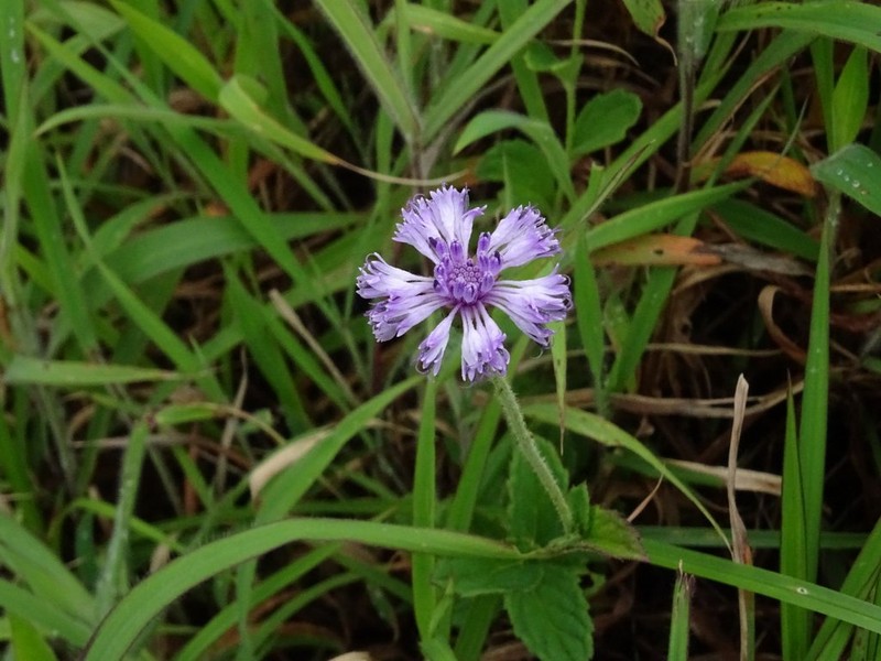 Adenoon indicum