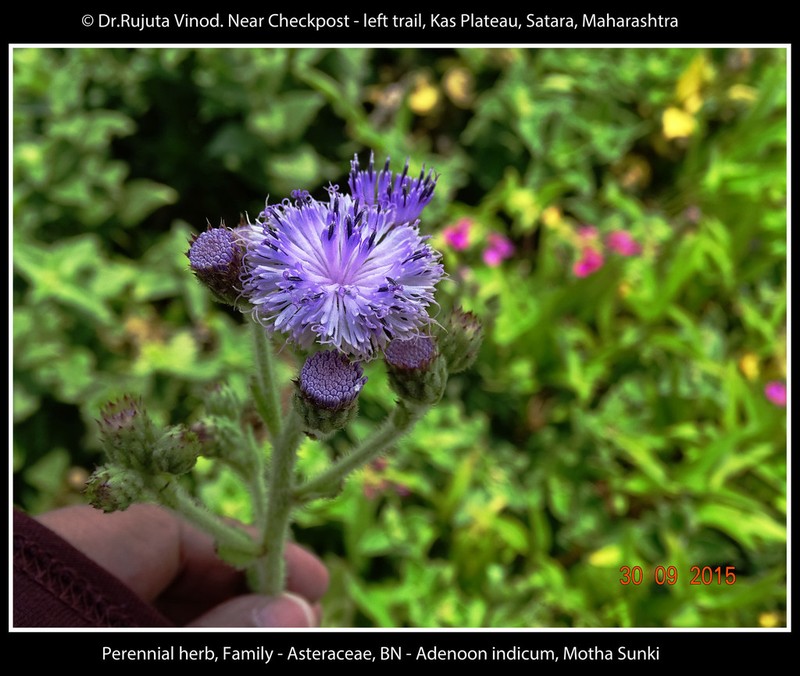 Adenoon indicum photo 2