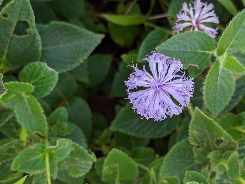 Adenoon indicum photo 3