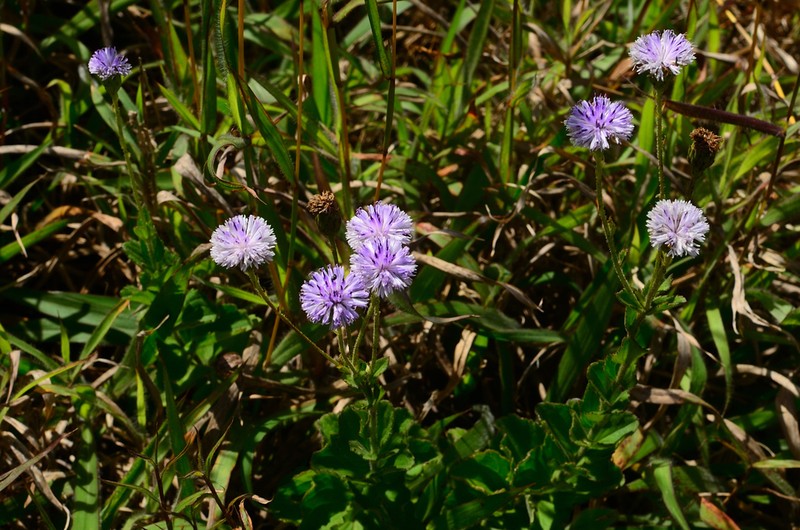 Adenoon indicum photo 5