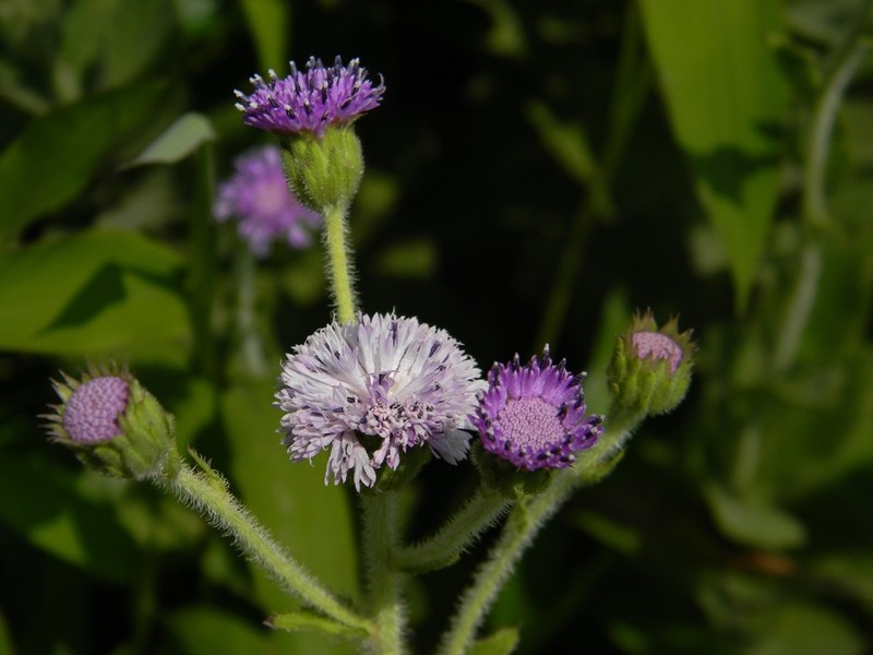 Adenoon indicum photo 6