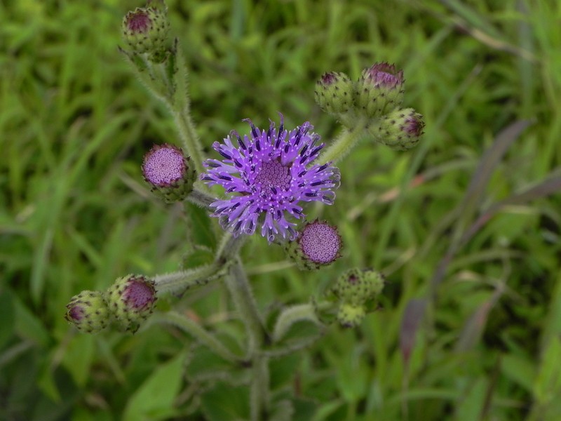 Adenoon indicum photo 8