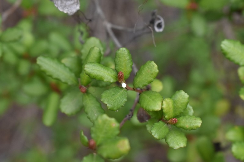 Adenopeltis serrata photo 3