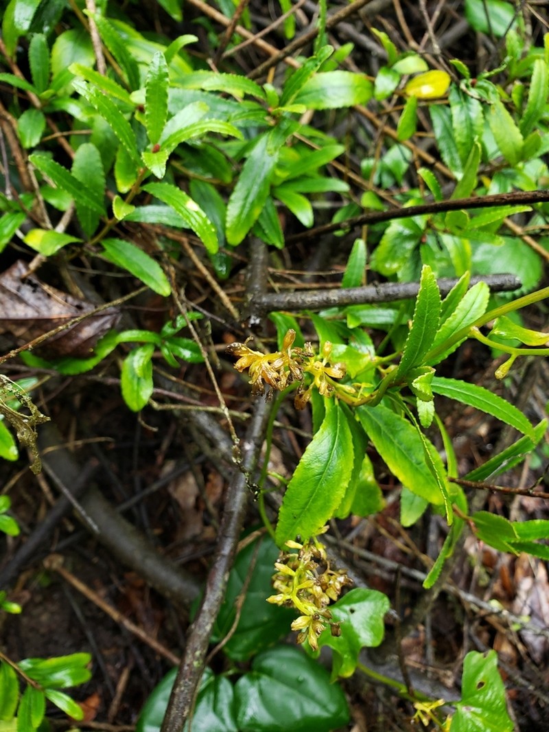 Adenopeltis serrata photo 5