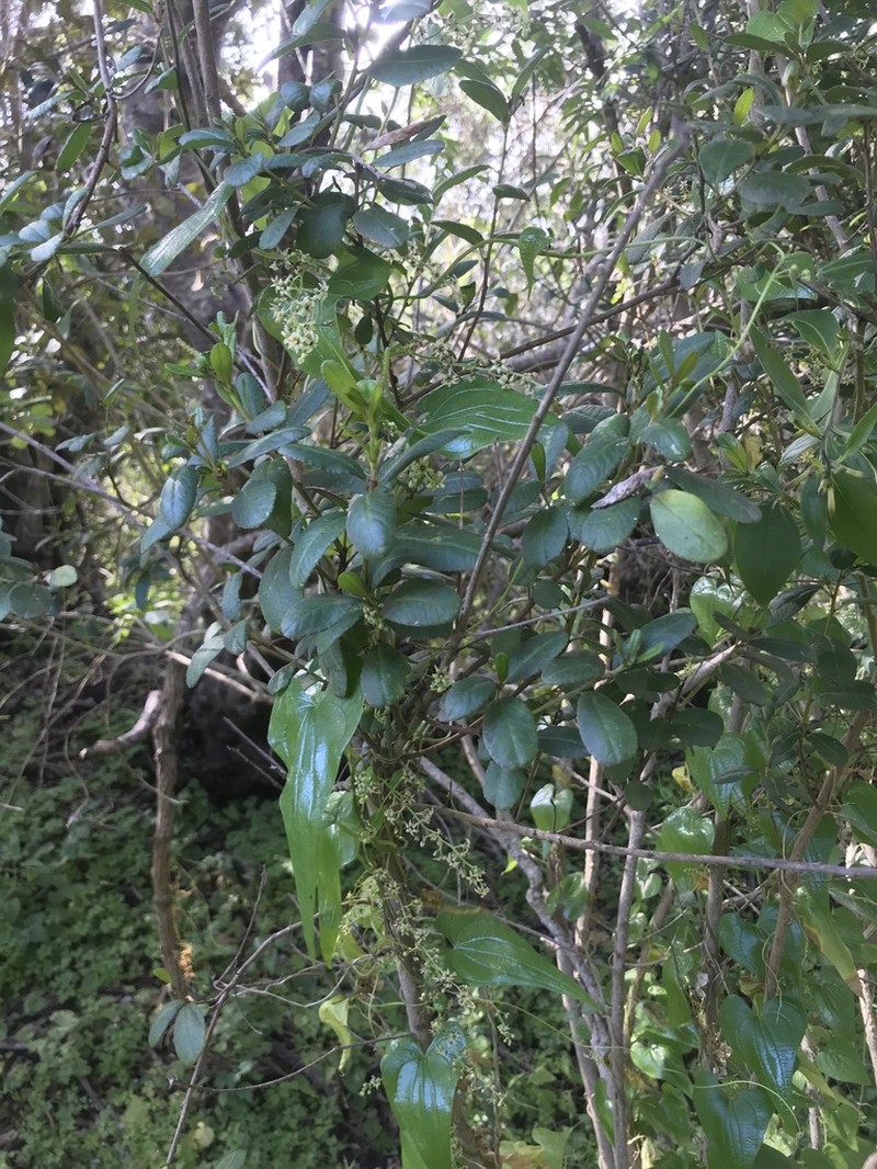 Adenopeltis serrata photo 6