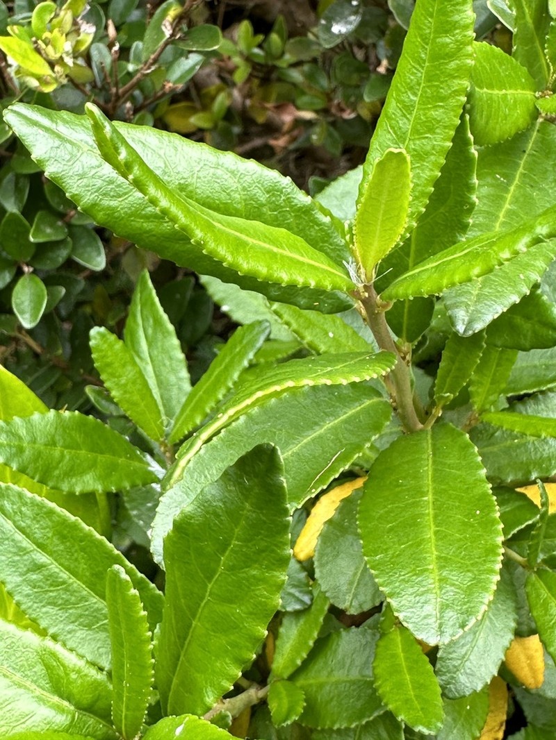 Adenopeltis serrata photo 8