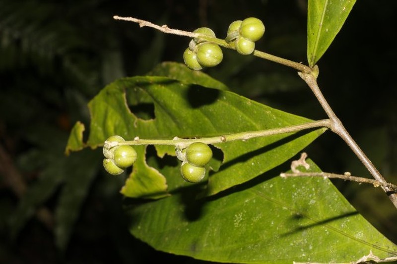 Adenophaedra grandifolia