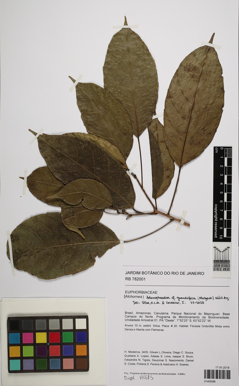Adenophaedra grandifolia photo 2