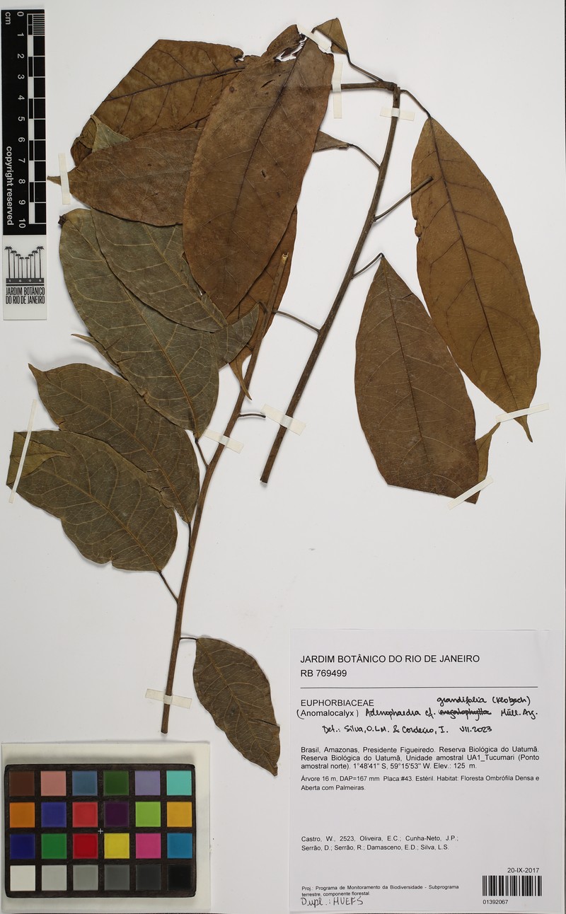 Adenophaedra grandifolia photo 3