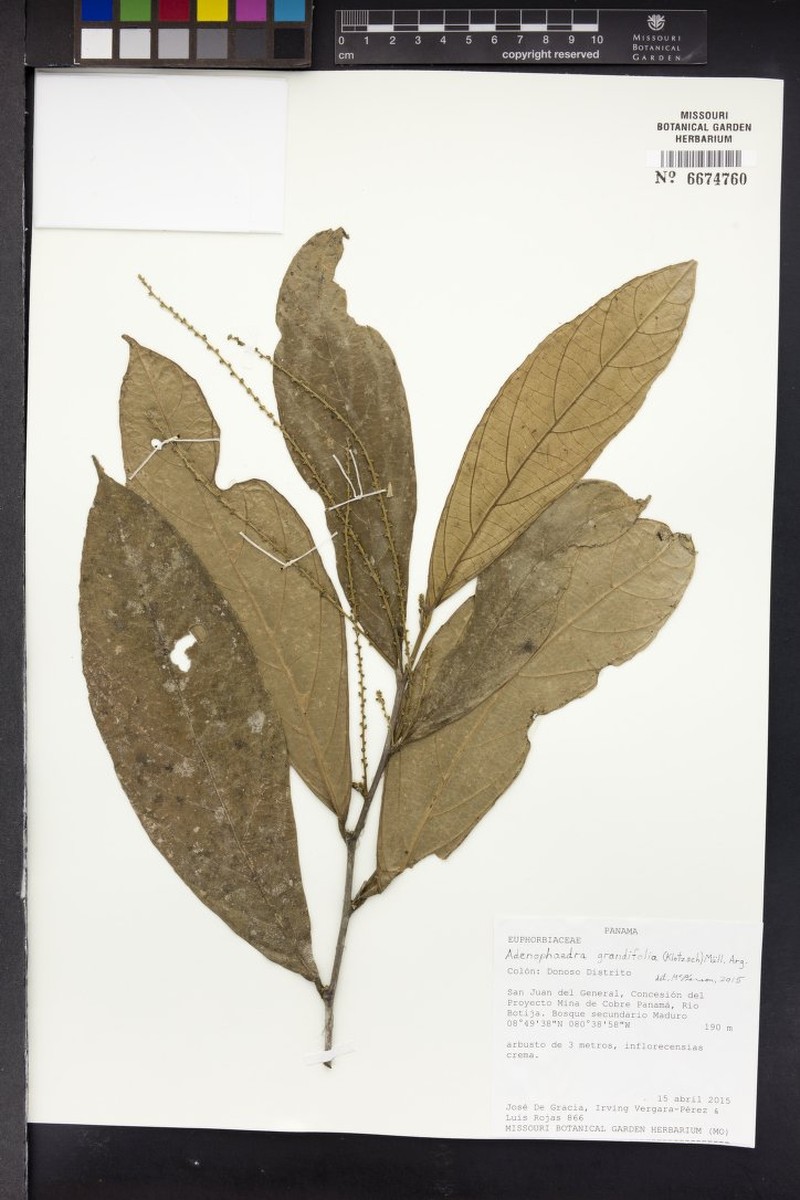 Adenophaedra grandifolia photo 4