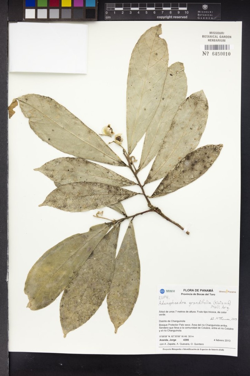 Adenophaedra grandifolia photo 5