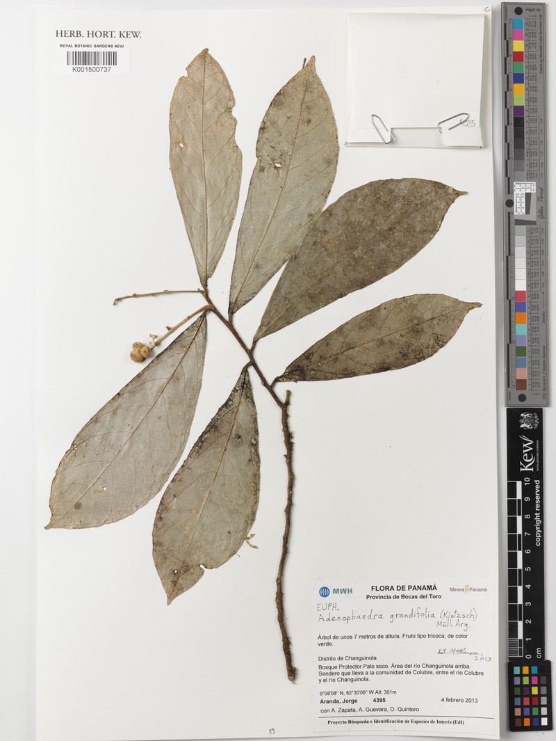 Adenophaedra grandifolia photo 6