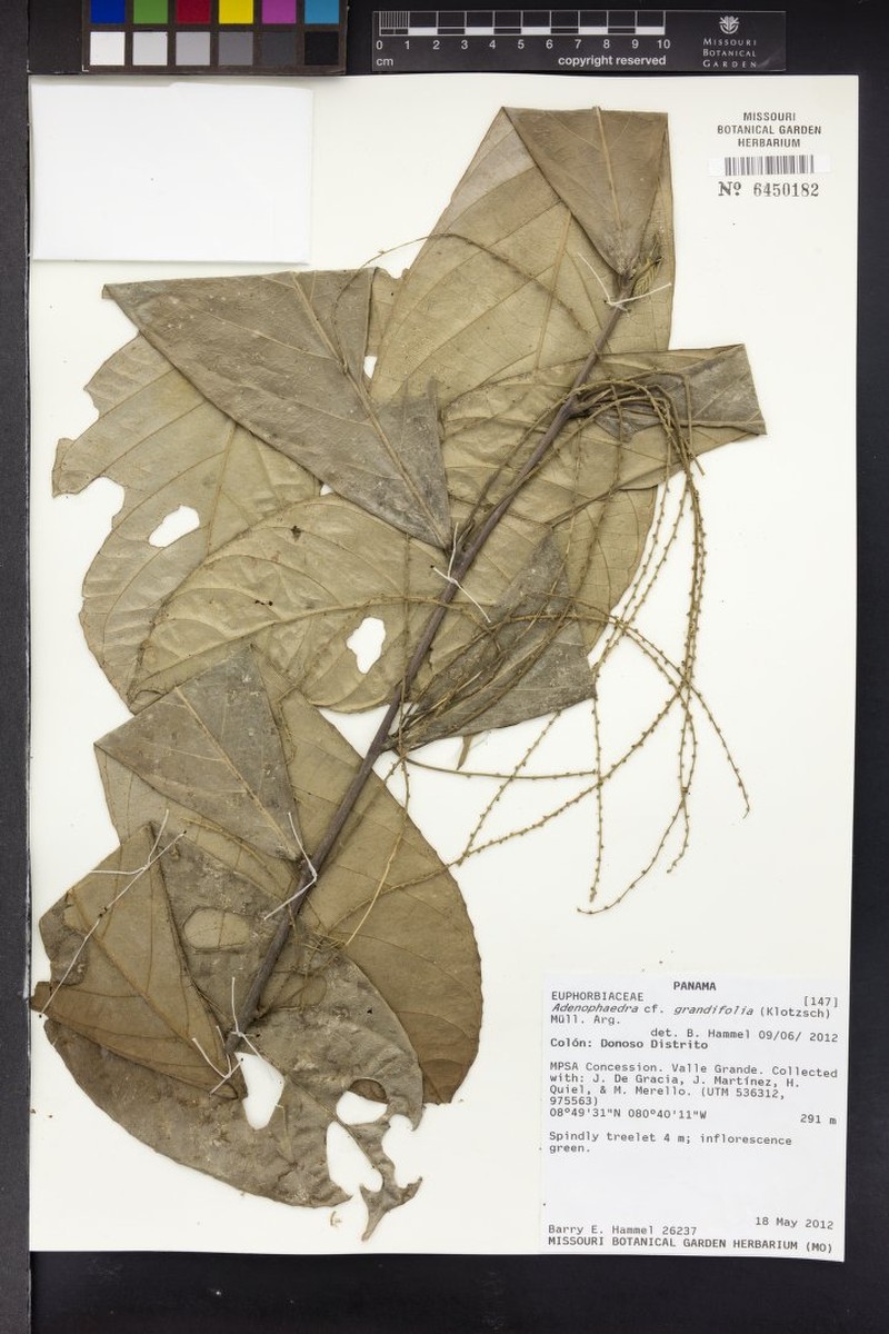 Adenophaedra grandifolia photo 7