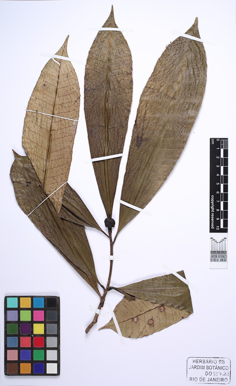 Adenophaedra megalophylla