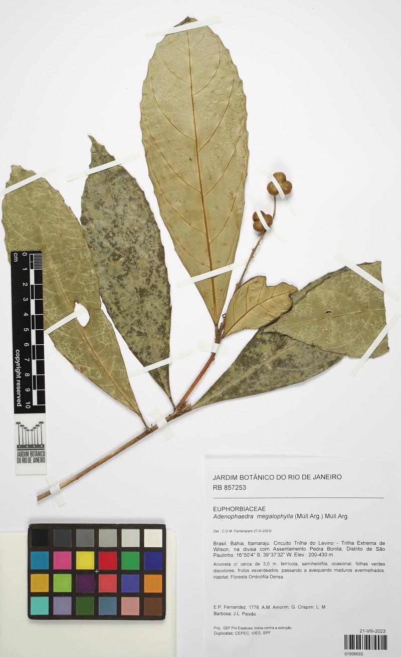 Adenophaedra megalophylla photo 2