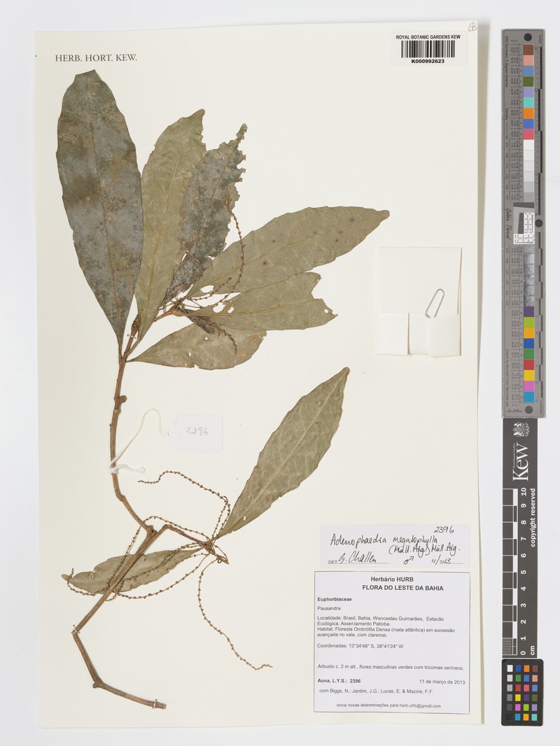 Adenophaedra megalophylla photo 3