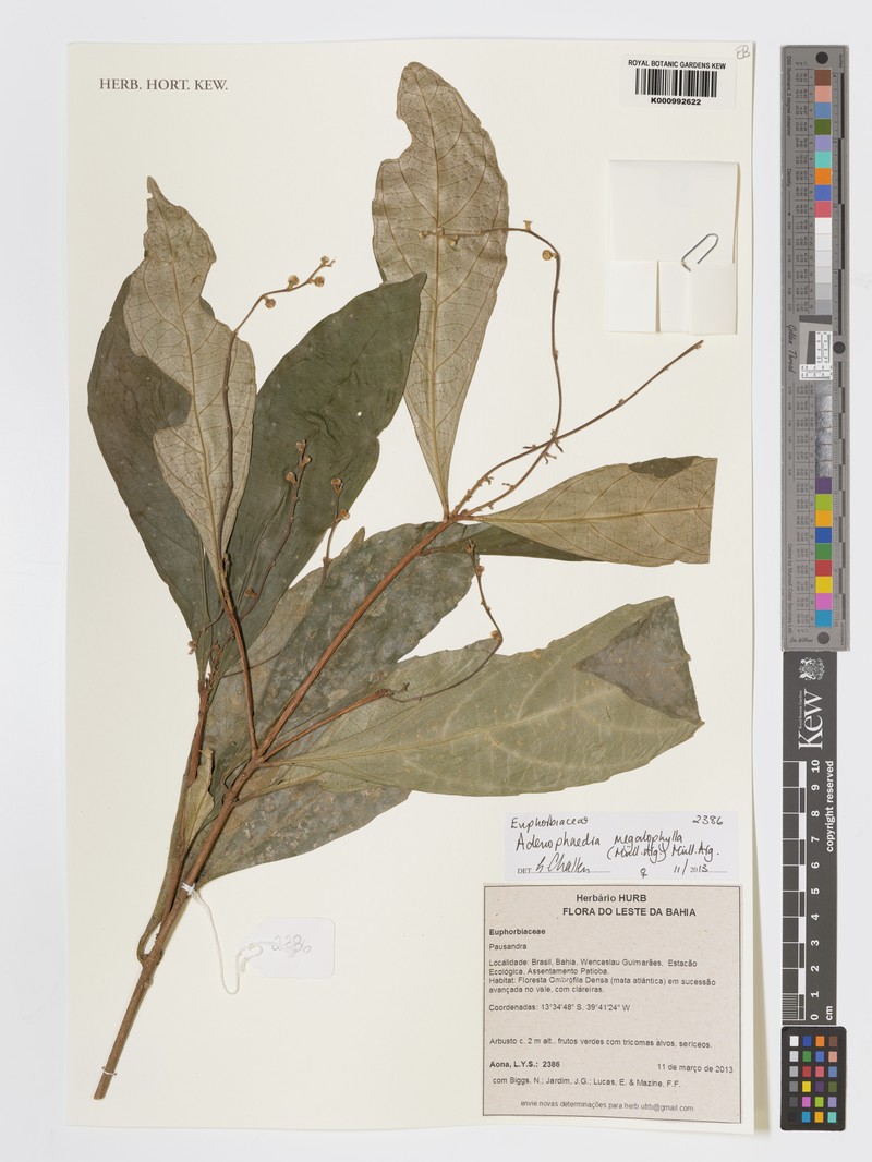 Adenophaedra megalophylla photo 4