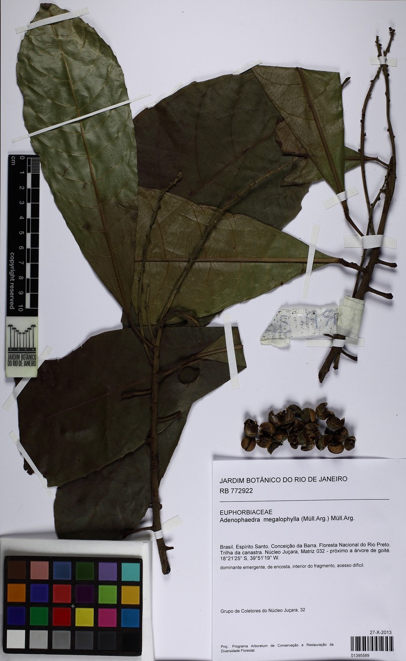 Adenophaedra megalophylla photo 5