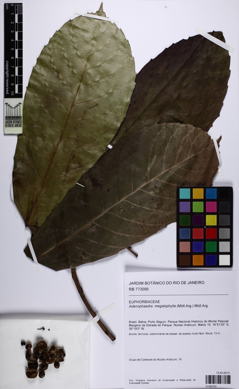 Adenophaedra megalophylla photo 6