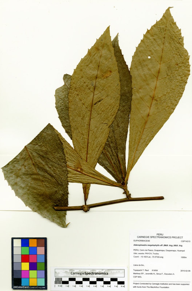 Adenophaedra megalophylla photo 7