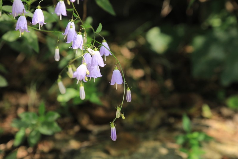 Adenophora biformifolia