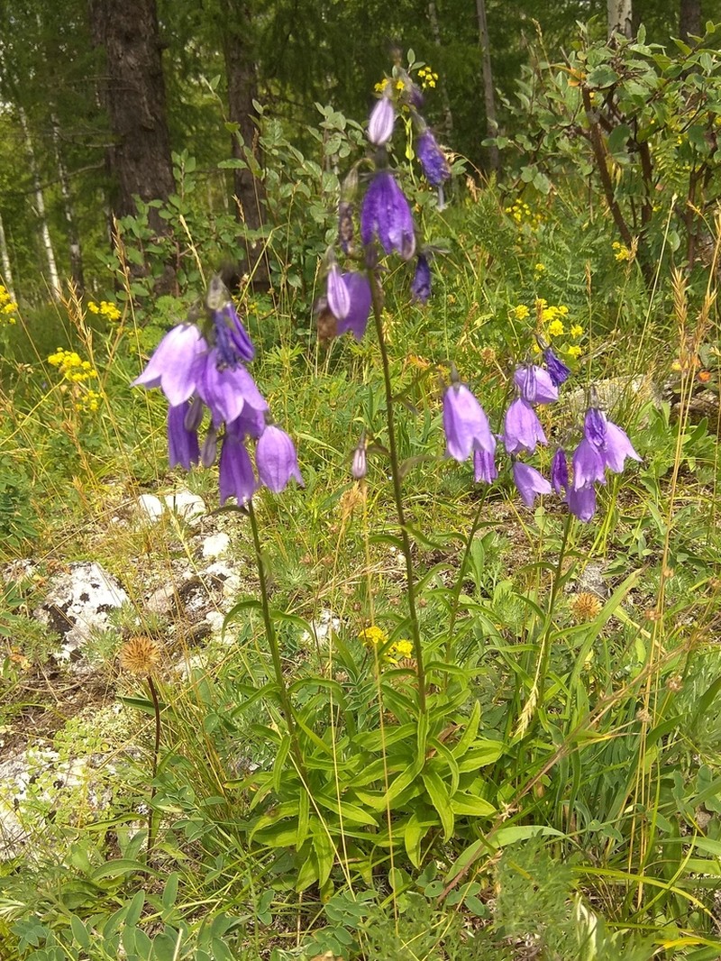 Adenophora biloba photo 4