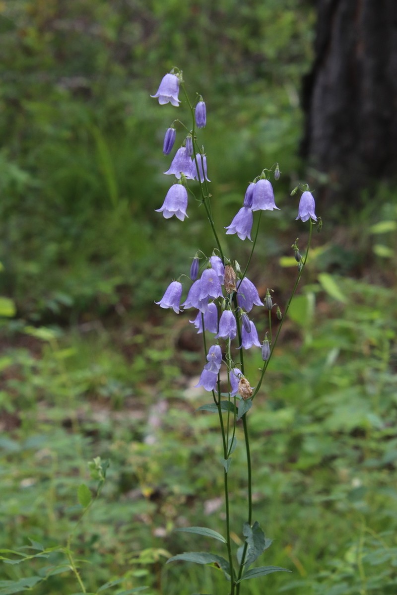 Adenophora biloba photo 6