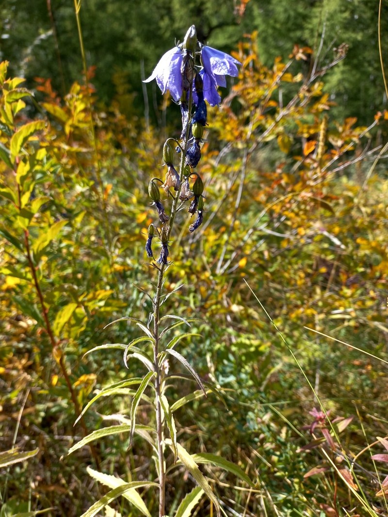 Adenophora biloba photo 8
