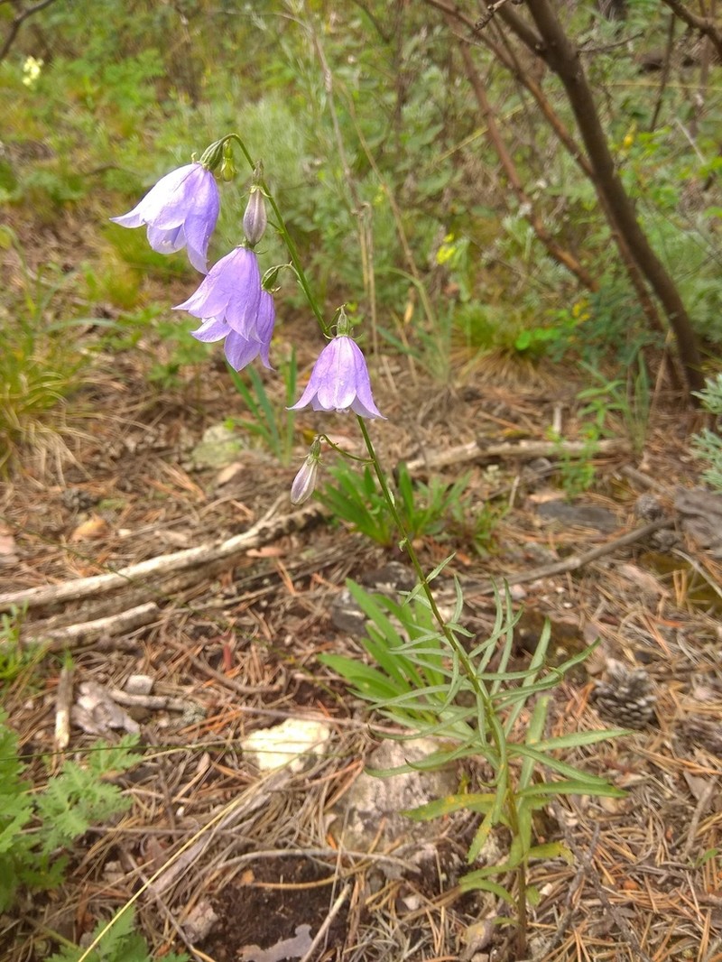 Adenophora borealis photo 7