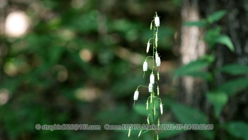Adenophora capillaris photo 3