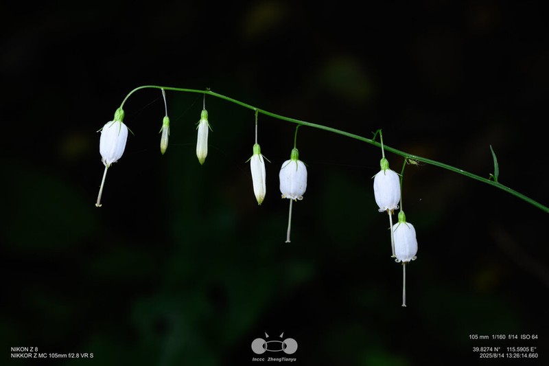 Adenophora capillaris photo 6