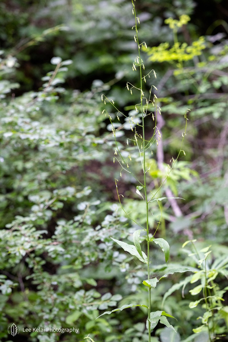 Adenophora capillaris photo 8
