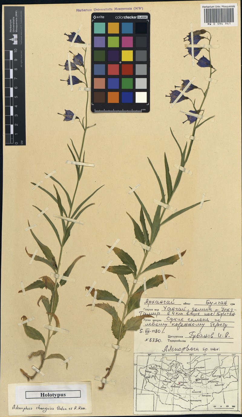 Adenophora changaica