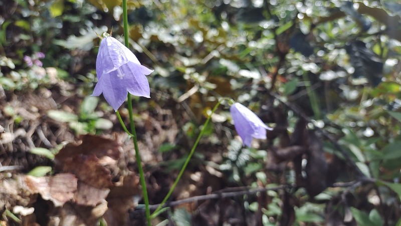 Adenophora coelestis photo 2