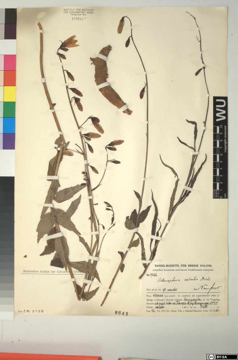 Adenophora coelestis photo 3