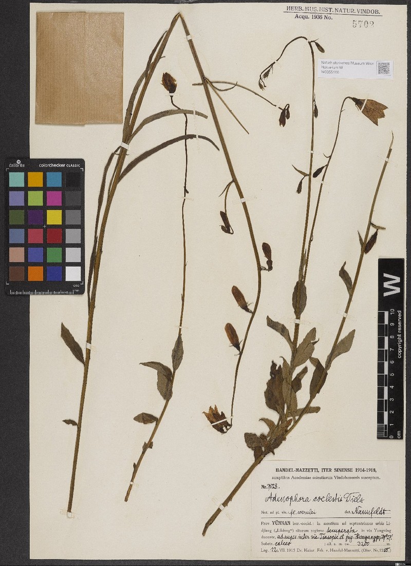 Adenophora coelestis photo 4
