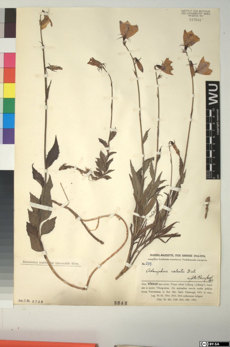 Adenophora coelestis photo 5