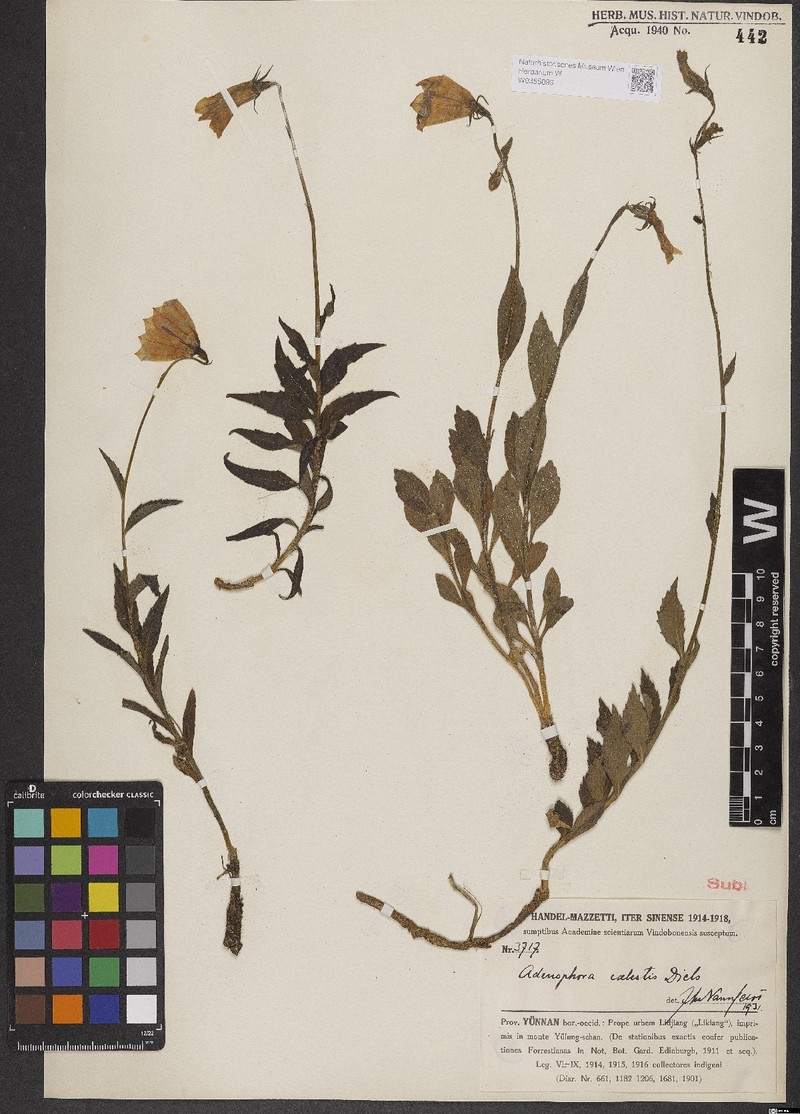 Adenophora coelestis photo 6
