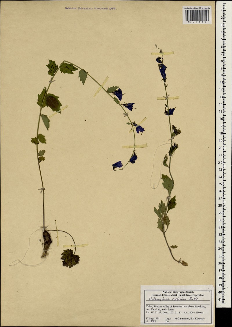 Adenophora coelestis photo 7