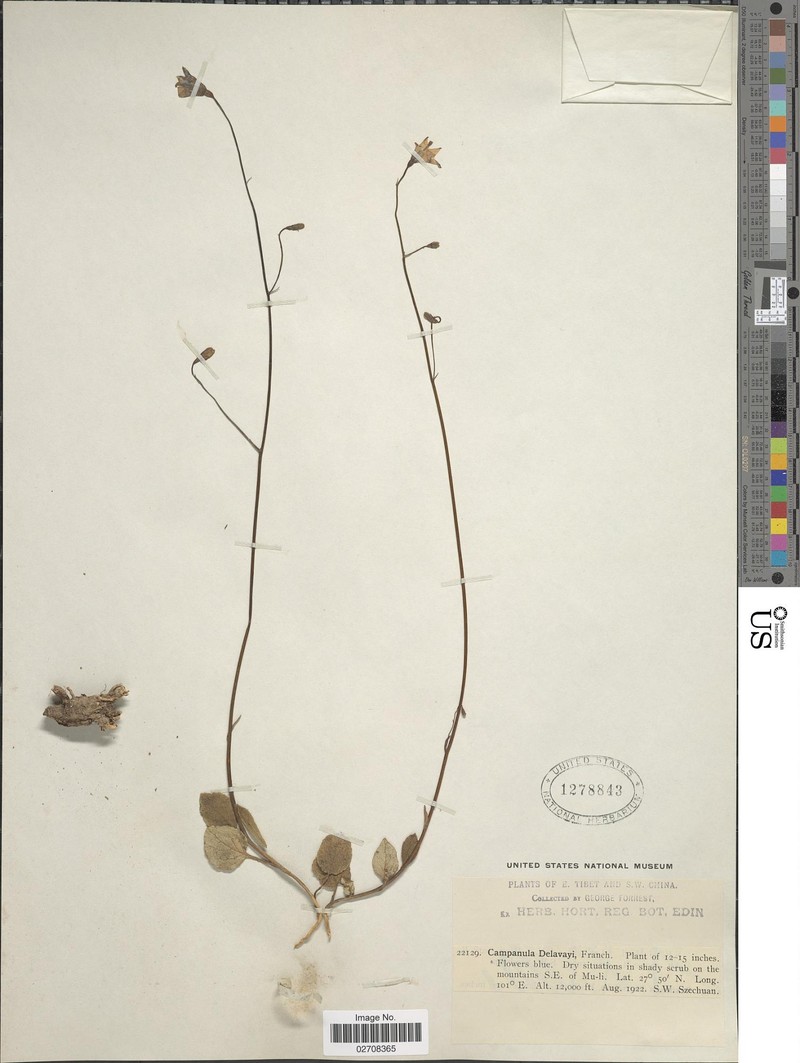 Adenophora delavayi photo 2