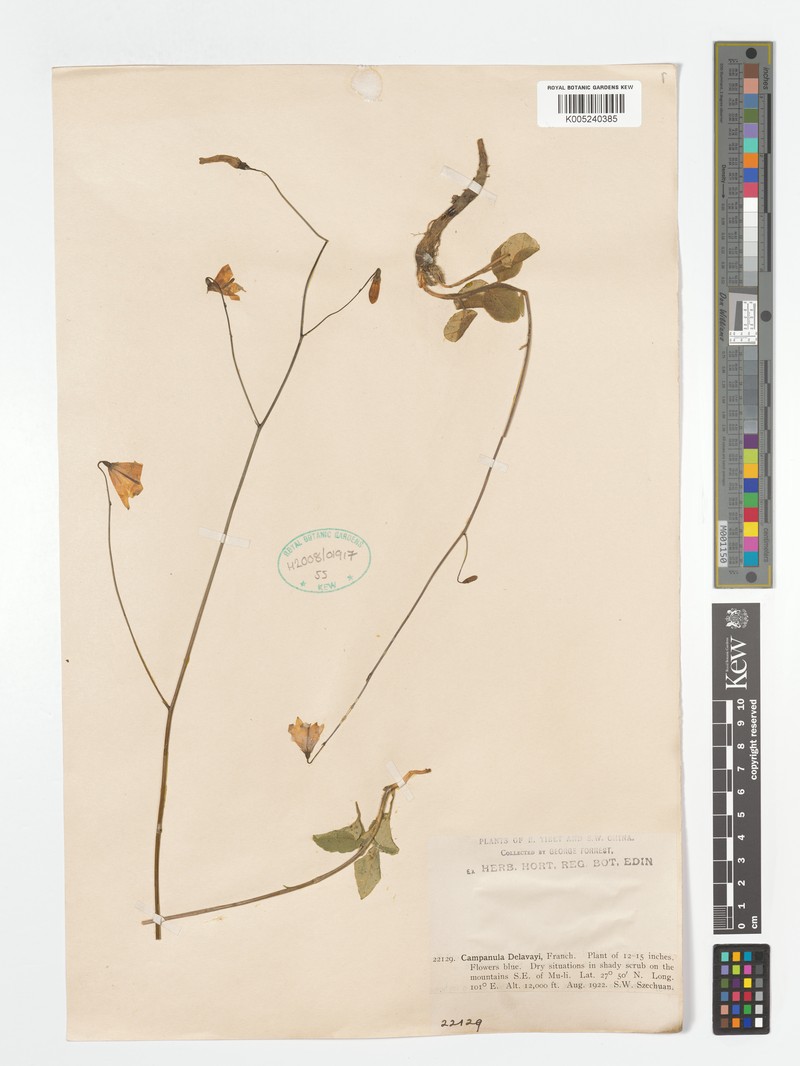 Adenophora delavayi