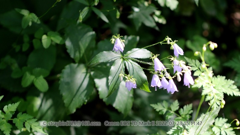 Adenophora divaricata photo 2