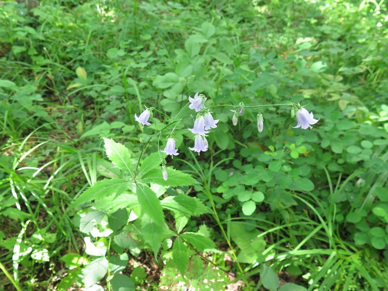 Adenophora divaricata photo 3