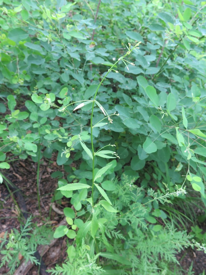 Adenophora divaricata photo 4
