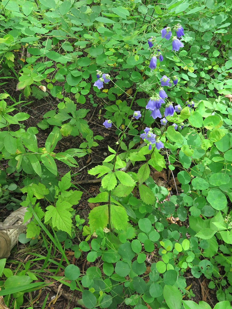 Adenophora divaricata photo 5